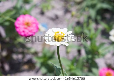 Desert Zinnia, common names include wild,  white, and spinyleaf zinnia