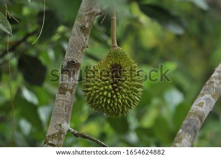 Durians on the durian tree in durian orchard . King of fruit. Durio zibethinus is the most common tree species in the genus Durio that are known as durian and have edible fruit also known as durian.