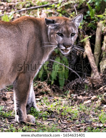 Panther animal close-up profile view with foliage background in its environment and surrounding.