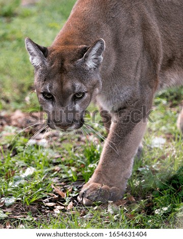 Panther animal close-up profile view with foliage background in its environment and surrounding.