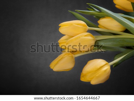 Spring yellow tulips on a dark textured background. You can write text into the image