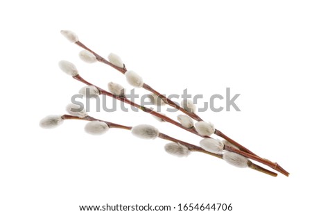 Willow twigs isolated on white background. without shadow Royalty-Free Stock Photo #1654644706