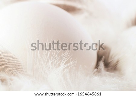 White natural egg and white feathers. Monochrome, minimal, macro photo. Happy easter concept