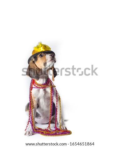 mardi gras puppy with long ears in multi-colored beads and carnival hat on white background