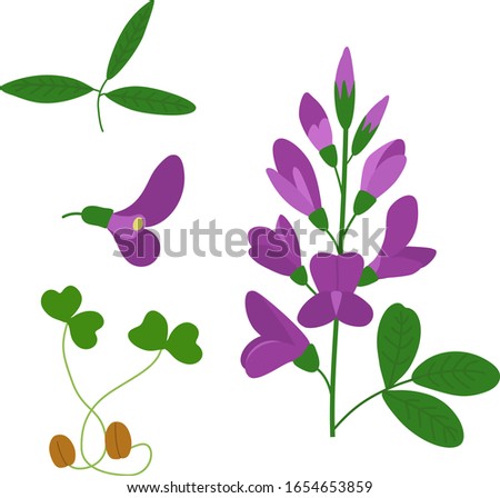 Alfalfa plant hand drawn vector illustration. Cute various flowers, leaves and sprouts of alfalfa. Healthy food, diet. Medicinal ayurvedic herb icon isolated on white background  Royalty-Free Stock Photo #1654653859