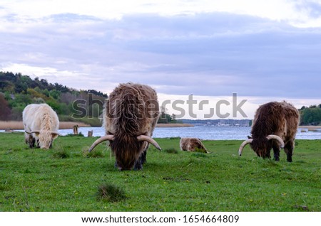 Cows, highland cattle,  on green summer pasture in a field, meadow. Low angel shot. Background of green grass and cloudy sky, place for text, copy space.