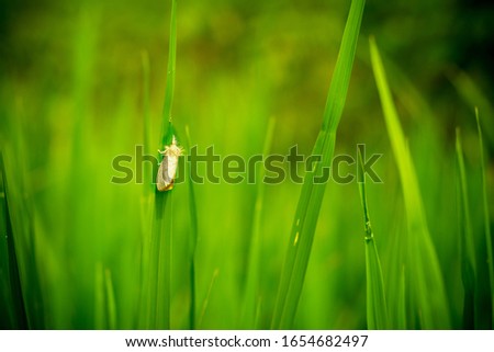 green grass with one water drop and Moth, save Water concept image, Beautiful nature Green bokeh background with small butterfly 