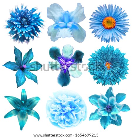 Big collection of various blue head flowers aster, iris, clematis, chrysanthemum, rose, dahlia, lily isolated on a white background. Flat lay, top view