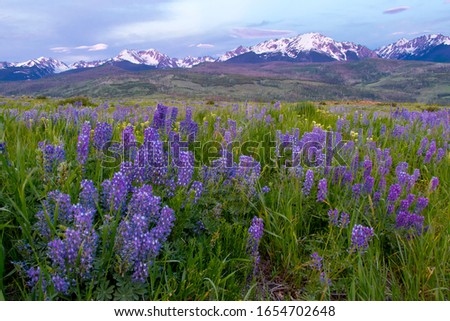 Blooming lupines, Summit County, Colorado, with Rocky Mountains in background.  Royalty-Free Stock Photo #1654702648