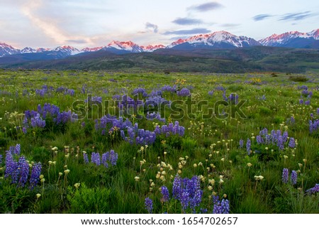 Blooming lupines, Summit County, Colorado, with Rocky Mountains in background.  Royalty-Free Stock Photo #1654702657