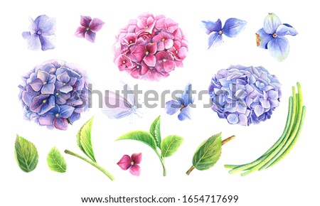 Hydrangeas Clip Art set. Blue, pink, lilac flowers, butterfly, green leaves.  Floral isolated elements on
a white background.
 Stock illustration hand painted in watercolor.