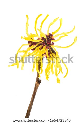 American witch hazel flower isolated on white background Royalty-Free Stock Photo #1654723540
