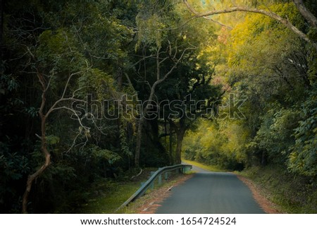 Country road surrounded by trees. Bucolic landscape. Photography with color editing. 