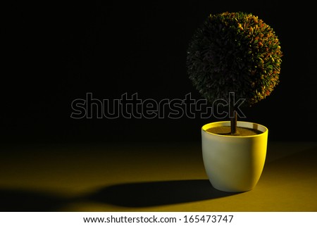 Decorative tree in pot on dark background
