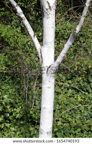 White Birch Tree Trunk & Branches beside Grassy Bank with Ivy 
