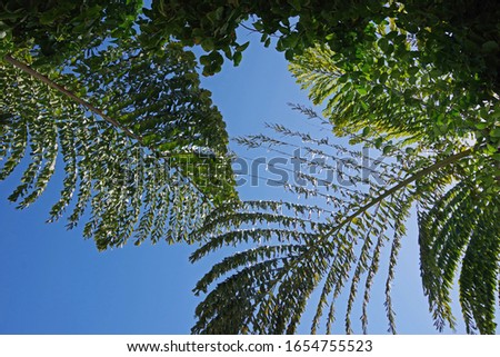 Low angle close-up view of a giant fishtail palm tree Caryota gigas under blue sky