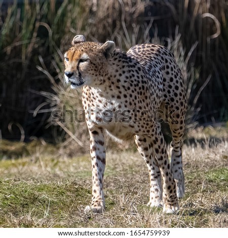Cheetah lying on the wild grasses, Acinonyx jubatus, portrait 
