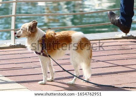dog walks along the sidewalk in the city center