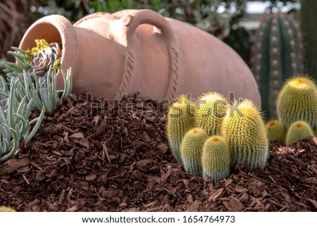 Big green and yellow prickly cactus with cerymic vase on background in garden