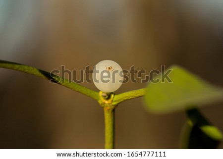 Mistletoe white berry fruit (Viscum album), Common european mistletoe, family Santalaceae, mistle), hemiparasite or hemi-parasitic shrub, fruit is a white or yellow berry with seed in sticky pulp