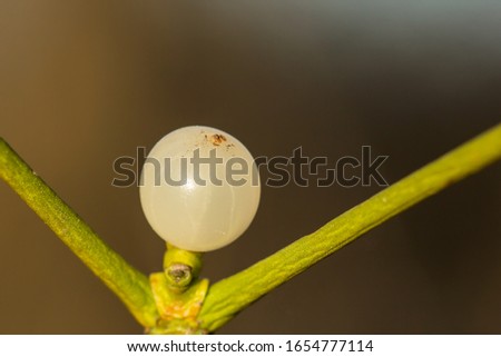 Mistletoe white berry fruit (Viscum album), Common european mistletoe, family Santalaceae, mistle), hemiparasite or hemi-parasitic shrub, fruit is a white or yellow berry with seed in sticky pulp