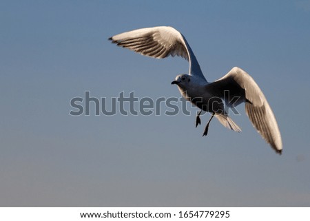 Seagull is on the flight on isolated background with beautiful sun light on his wings in istanbul Galata