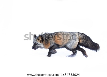 Cross Fox (a partially melanistic colour variant of the red fox) isolated on white background running through the snow