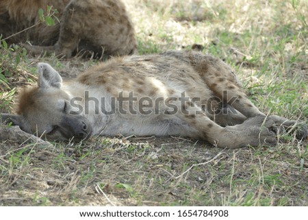 Napping spotted hyena in shade of a tree at Masai Mara National Park - Kenya