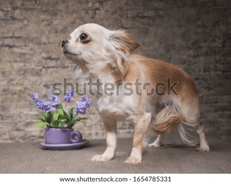 Very small thoroughbred dog on the table