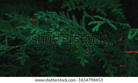 green background with branches of thuja.