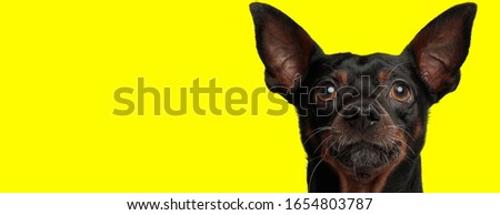 close up of a beautiful pincher dog with black fur looking at camera happy on yellow studio background Royalty-Free Stock Photo #1654803787