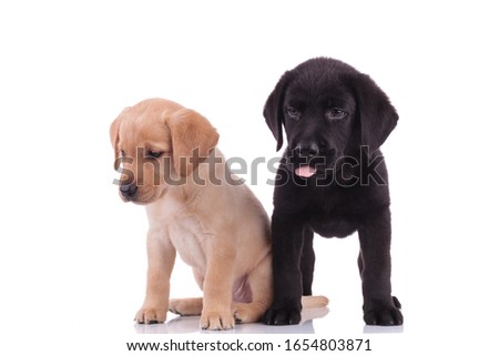 team of two labrador retriever looking down and panting, sitting and standing isolated on white background