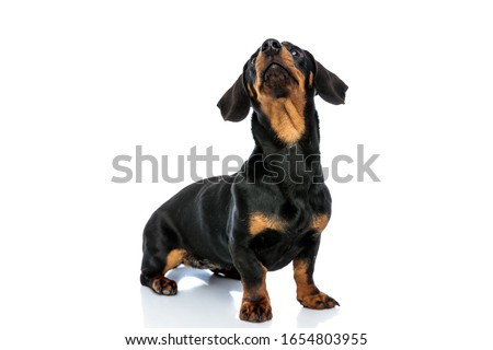 Eager Teckel puppy curiously looking up while standing on white studio background