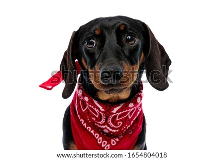 Adorable Teckel puppy making puppy eyes and wearing red bandana while standing on white studio background