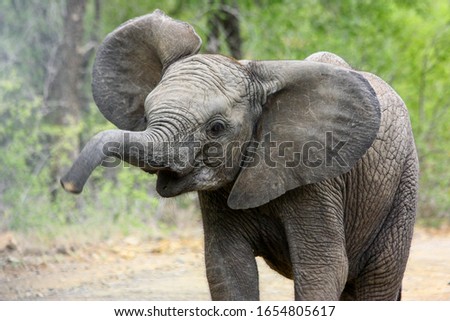 A young elephant crossing the road and blowing its trunk Royalty-Free Stock Photo #1654805617