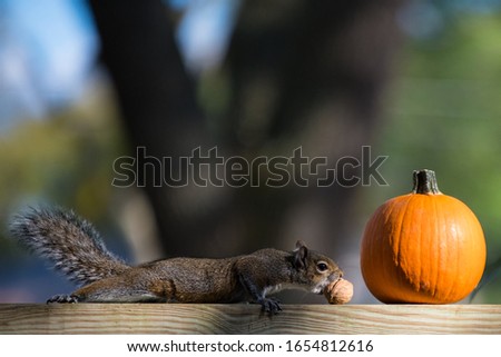 Squirrel eating a nut. Still life with pumpkin and walnut. Blurred background. Copy space. High resolution picture.