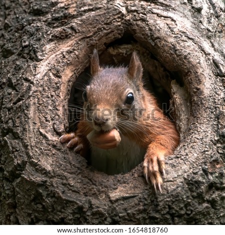 Eurasian red squirrel (Sciurus vulgaris) cautiously peeks out of the hole in a tree in the forest of Drunen, Noord Brabant in the Netherlands.  Royalty-Free Stock Photo #1654818760