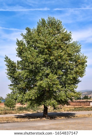 Single basswood (linden) tree during a hot summer day in suburb. HDR photo. Royalty-Free Stock Photo #1654837147