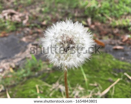 Dandelion close up in the picture