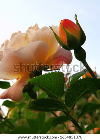 The yellow and orange roses have a white sky behind them as the background.