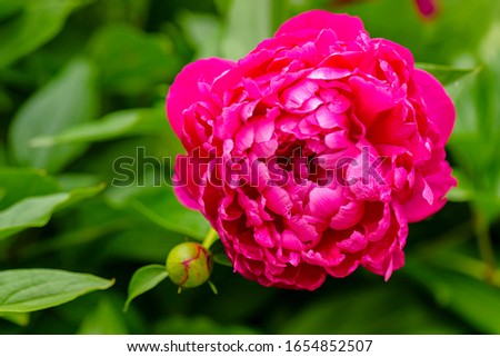 Peony. Peony rose renaissance after rain close-up.  Red Spring Flower. Money flower of happiness.
