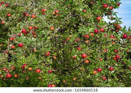 appletree with many red ripe fresh apples Royalty-Free Stock Photo #1654860118