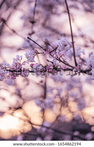 blurred pink and white blossoms at sunrise
