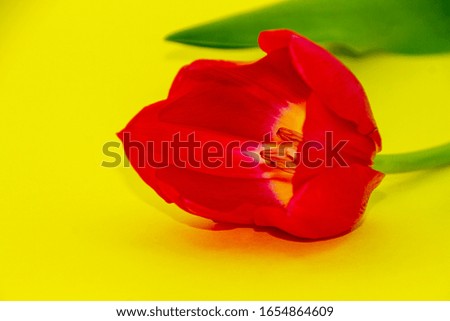 A single red Tulip on a yellow background
