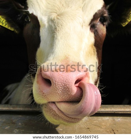 Cow licks her muzzle  .