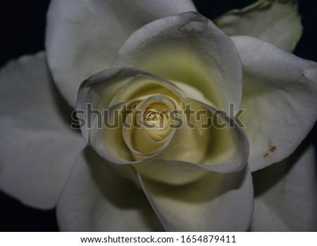 A digitally enhanced close-up of a blossoming white rose. 