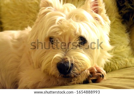 Close-up to a head dog. Beautiful westie dog lying down on sofa in living room.