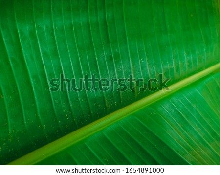 Close-up shot of the banana leaf, bright green with copy space for ideas.