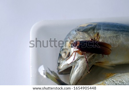 Cockroaches that cling to the mackerel are well-encased in containers. Is a picture placed on the white area