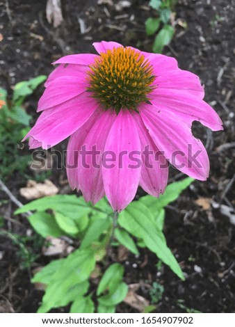 Picture of a flower from my yard 